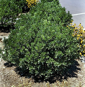 ilex glabra 'Shamrock' DWARF INKBERRY