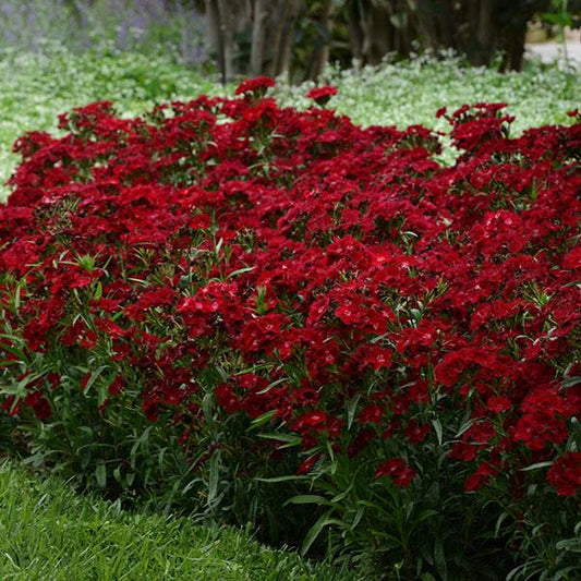 Dianthus Rockin' Red
