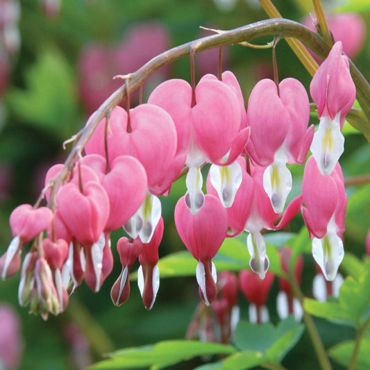 Dicentra Spectabilis Bleeding Heart