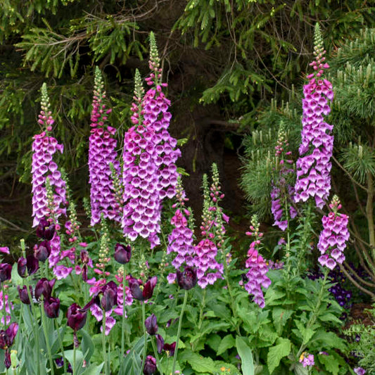 Digitalis Dalmatian Purple