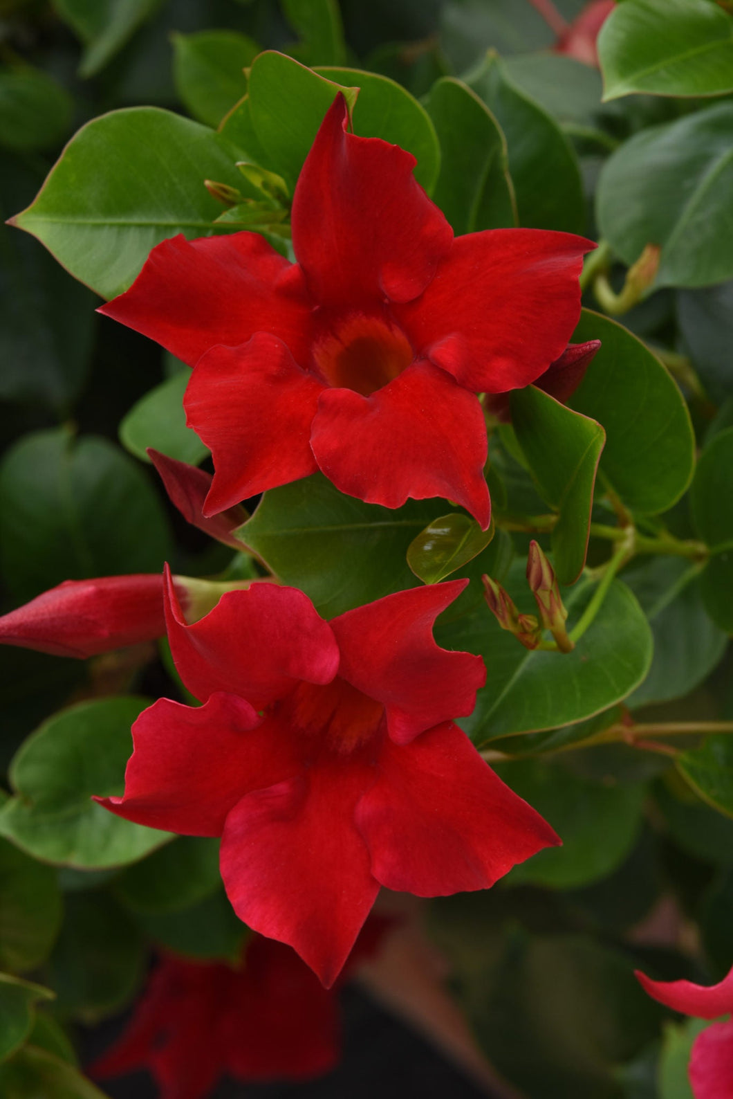 Dipladendia Bush Crimson Red (1 Gal.)