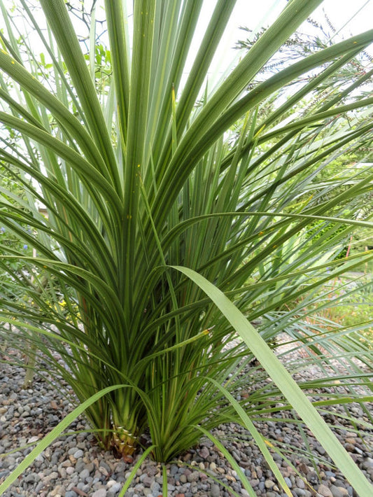 Spike Dracaena Indivisa