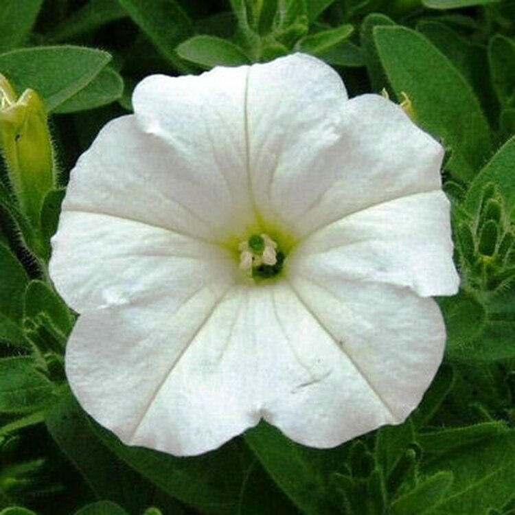Petunia Easy Wave White (Shipped)