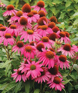 Cone Flower Echinacea Powwow Wild Berry