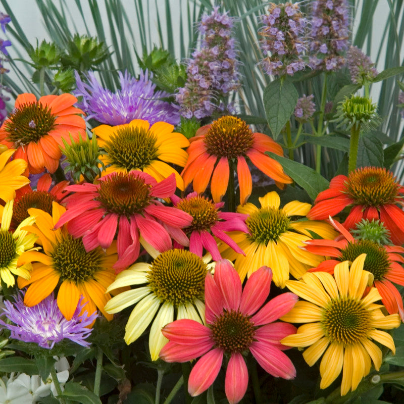 Cone Flower Echinacea Cheyenne Spirit