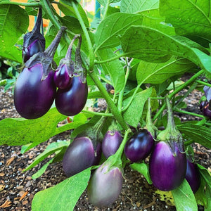Eggplant Patio Baby 3.5"