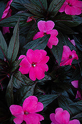 New Guinea Impatiens Petticoat Lilac (4.5" Pot)