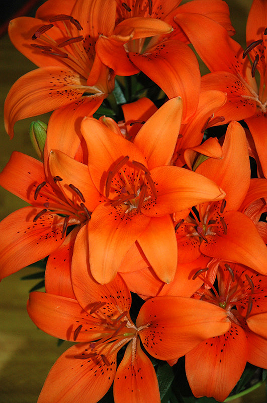 Lily Asiatic Tiny Invader