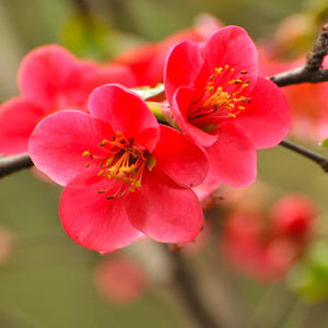 Flowering Quince (3 Gallon)