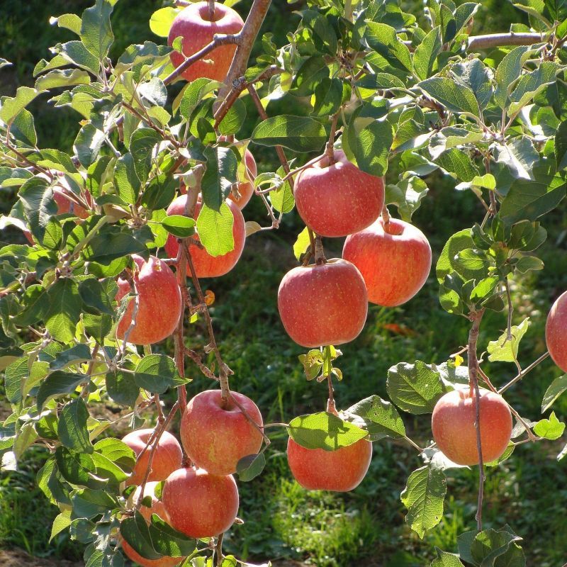 APPLE TREE FUJI (5 gallon) malus domestica