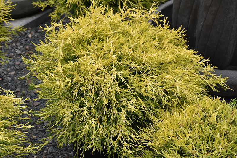 chamaeyparis pisifera filifera 'Golden Charm' GOLDEN CHARM CYPRESS