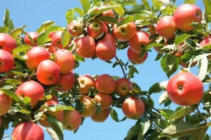 APPLE TREE GALA (5 gallon) malus domestica