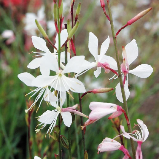 Gaura Sparkle White