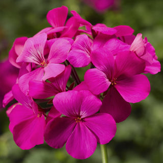 Geranium Caliente Lavender (4.5" Pot)
