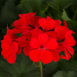 Geranium Caliente Orange (4.5" Pot)