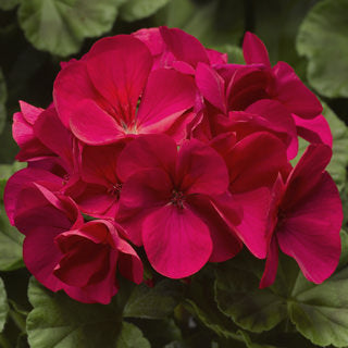 Geranium Pinto Lavender Rose (4