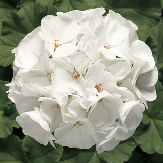 Geranium Pinto White (4" Pot)