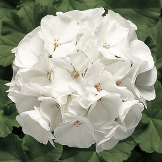 Geranium Pinto White (4