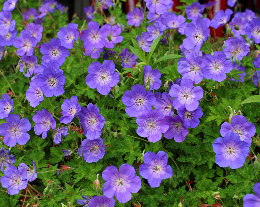 Needham's Nursery Geranium Rozanne