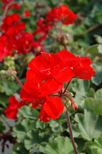 Geranium Zonal Americana Bright Red (6" Pot)