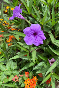 Ruellia Purple Showers (3 Gal.)