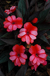 New Guinea Impatiens Petticoat Red Star (4.5" Pot) (SHIPPED)