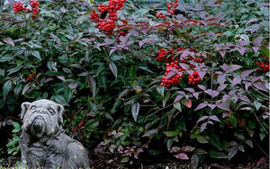 nandina domestica 'Jaytee' HARBOR BELLE NANDINA