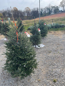 Fraser Fir Christmas Tree (4-5')