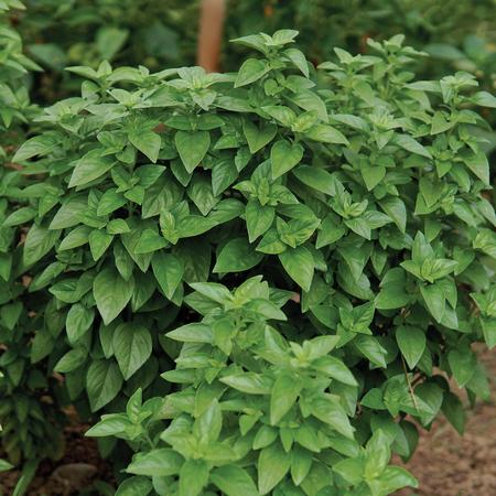 Basil Everleaf Emerald Towers (4") (Shipped)