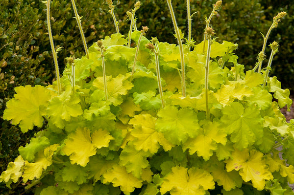 Heuchera Lemon Love