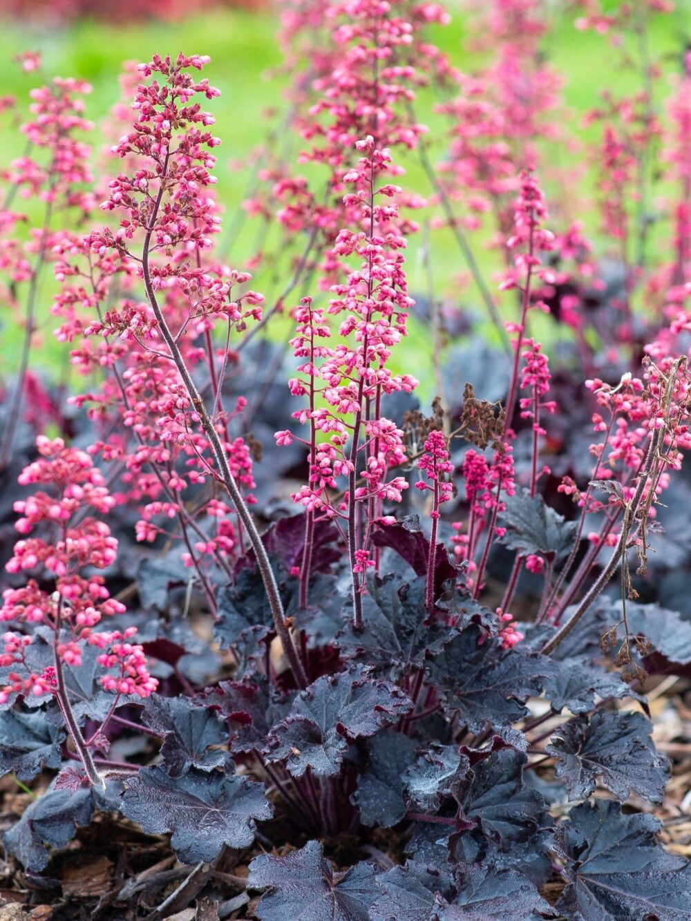 Heuchera Timeless Night