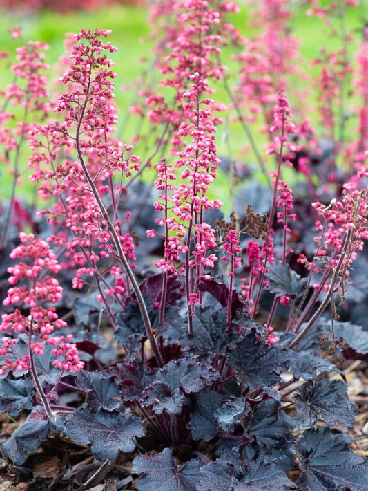 Heuchera Timeless Night