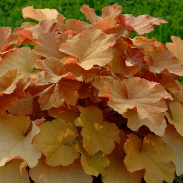 Heuchera Caramel
