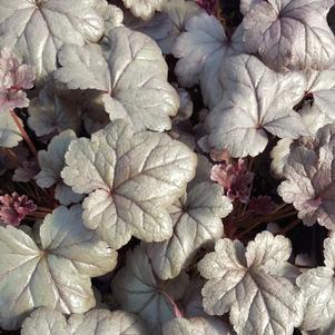 Heuchera Silver Lord