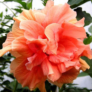 Hibiscus Double Peach (3 Gal.)