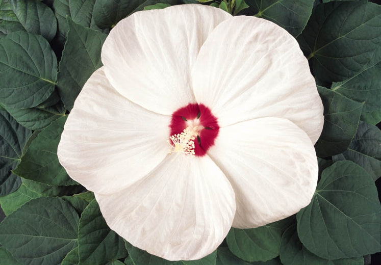 Hibiscus Luna White