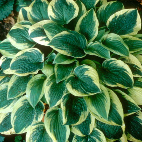 HOSTA WIDE BRIM (1 quart) hosta x 'wide brim'
