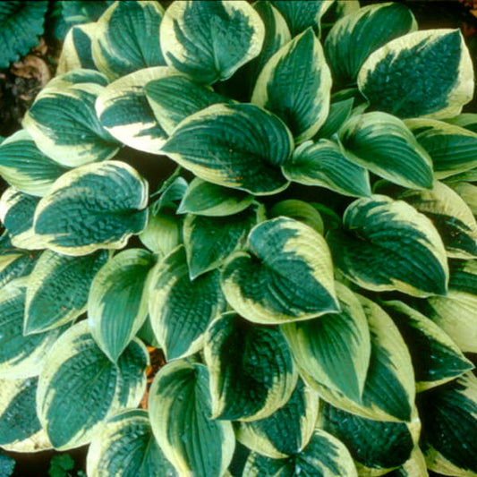 HOSTA WIDE BRIM (1 quart) hosta x 'wide brim'