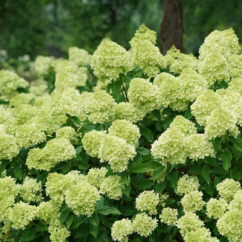 LITTLE LIME HYDRANGEA (3 Gallon) hydrangea paniculata 'Jane'