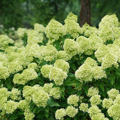 HYDRANGEA LITTLE LIME (3 Gallon) hydrangea paniculata 'Jane'