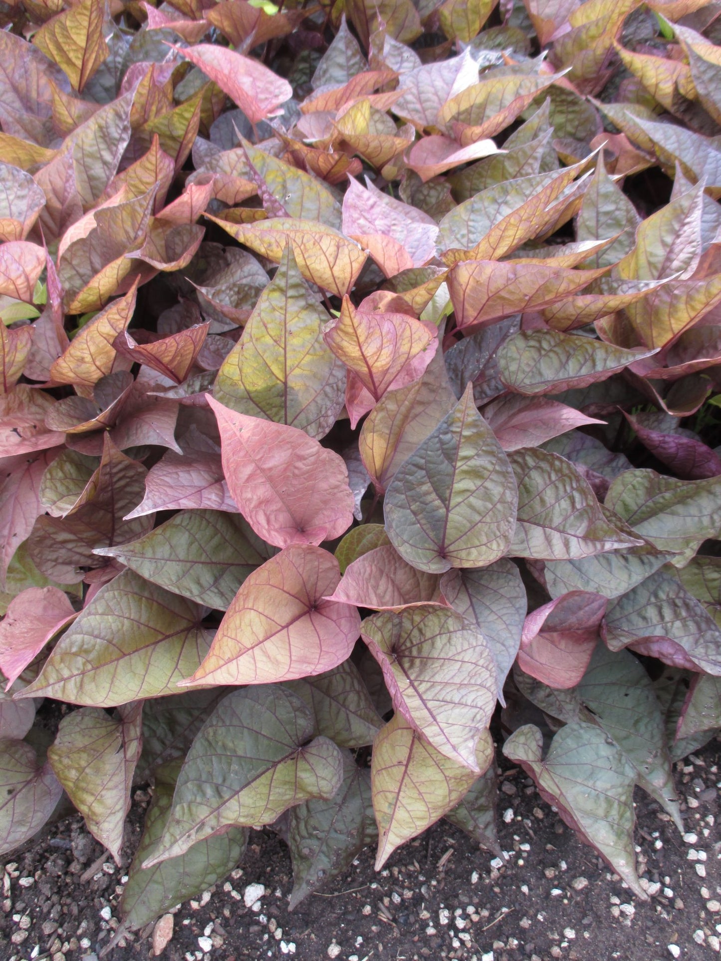 Sweet Potato Vine Ipomoea FloraMia Rosso (4" Pot)