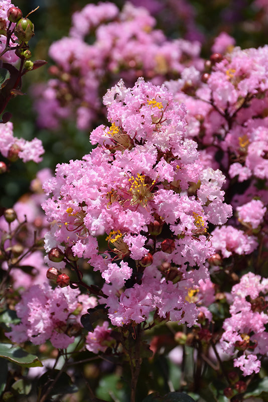 lagerstroemia 'WHITVIII' RHAPSODY IN PINK CRAPE MYRTLE