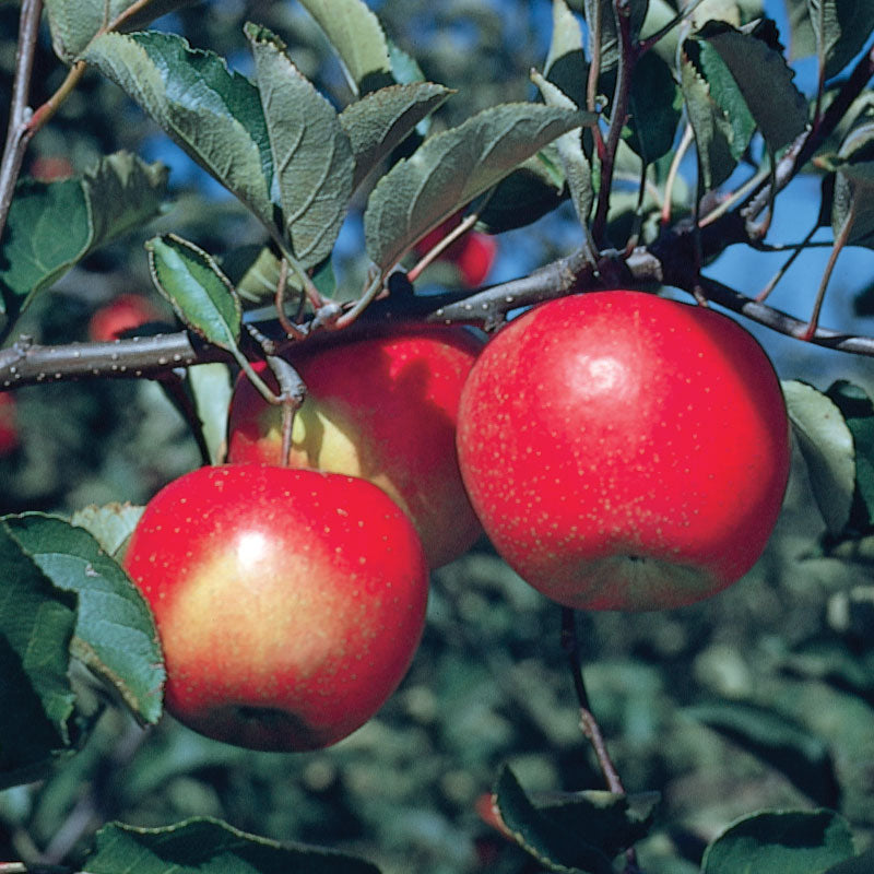 APPLE JONAGOLD (5 gallon) malus domestica