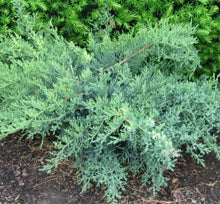 Load image into Gallery viewer, JUNIPER NICK'S COMPACT (3 gallon) juniperus chinensis 'Nick's Compact'