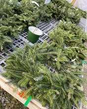 Load image into Gallery viewer, Fraser Fir Wreath (16&quot;)