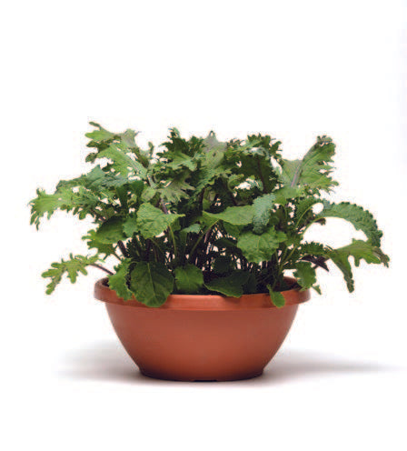 Lettuce SimplySalad Kale Storm Mix (3.5") (Shipped)