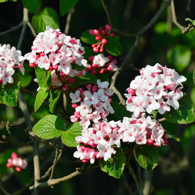Viburnum Korean Spice (3 Gallon)