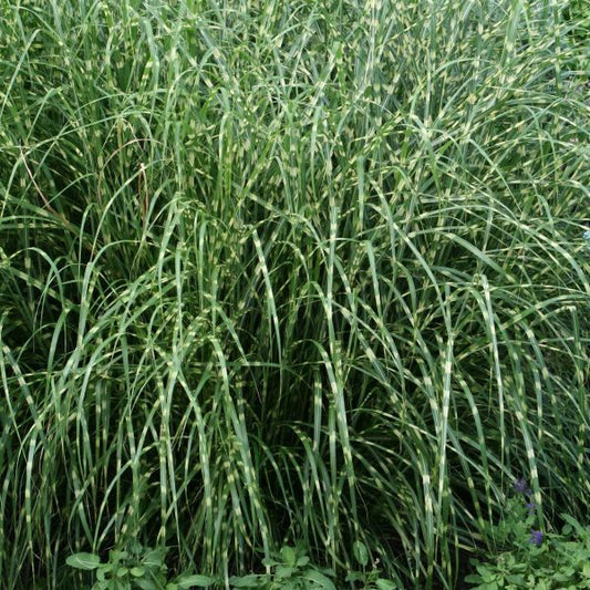 GRASS LITTLE ZEBRA MAIDEN (3 gallon) miscanthus sinensis 'Little Zebra'
