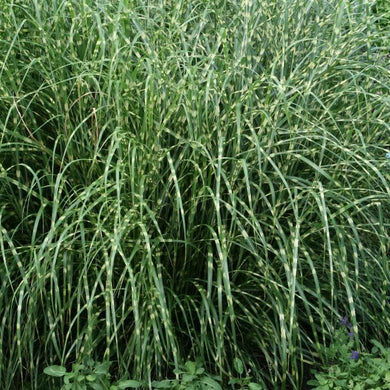 miscanthus sinensis 'Little Zebra' LITTLE ZEBRA MAIDEN GRASS