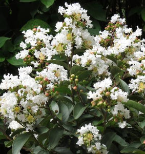 lagerstroemia 'PIILAG B1' ENDURING WHITE CRAPE MYRTLE